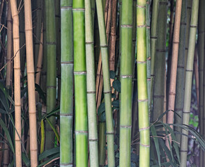 Forest with bamboo stems and leaves. Natural tropical background