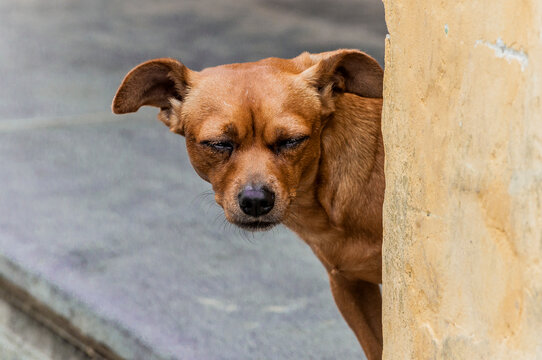 A Scrappy But Happy Street Dog Peeking Around A Corner In Hoi An, Central Vietnam