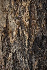texture of tree bark with brownish green color