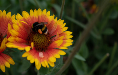 Bumblebee on yellow and orange flower. Honeybee, close up, wallapper. Pollination, beekeping