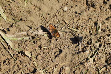 orange butterfly on the ground