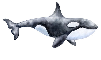 Killer whale isolated on a white background. Watercolor. Illustration. Template. Close-up. Clipart. Greeting card design. Sea life, marine animals. Ocean day. Children's room, baby shower © Yuliia