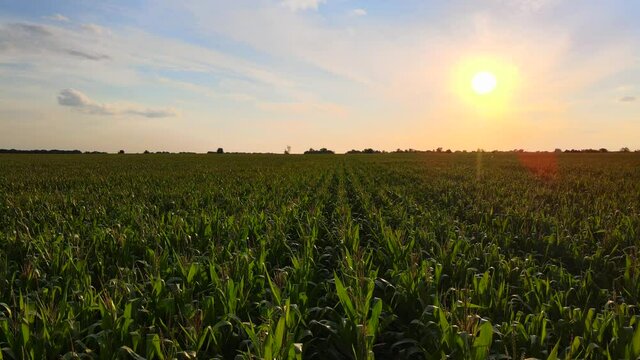 Extreme close up drone shot of green corn field at summer sunset
