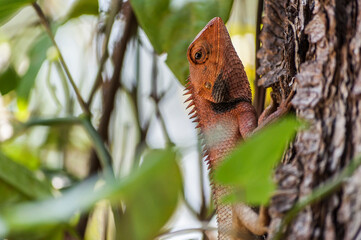 A lizard resting on a tree near Hue in Central Vietnam.