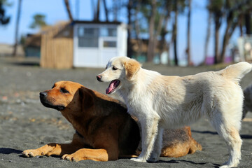 Photo of a small puppy with its mother