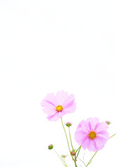 Obraz na płótnie Canvas ピンク色のコスモスの花　白背景