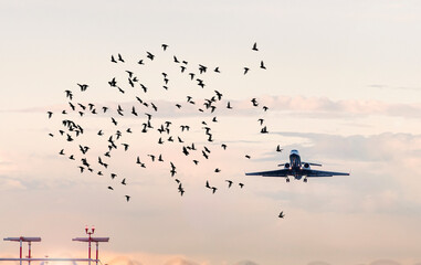 Flock of birds in front of airplane at airport, concept picture about dangerous situations for...