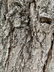 tree bark texture
