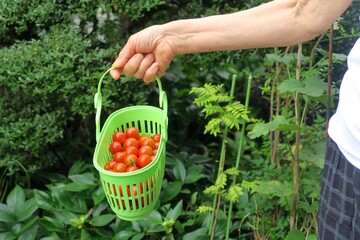 A right hand of an old lady holding a green basket with cherry tomatoes.