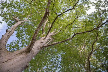 Obraz premium The top of tree photographed from down