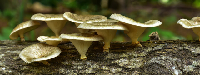 colorful mushroom in reddish,Red mushroom gills texture