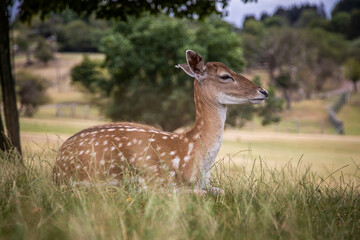 Deer is resting in a field