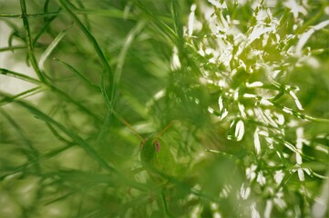 trouvez la sauterelle verte