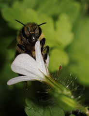 bee on a flower