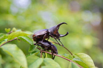 
Male and female beetles are breeding.