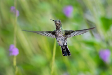 Fototapeta na wymiar A female White-necked Jacobin hovering in the air with her wings spread facing the camera.