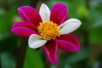 Fototapeta na wymiar Fleur bicolore rose et blanche
