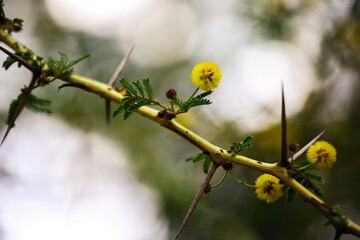 Spring buds on a branch with thorns