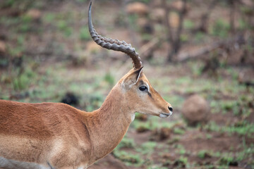 Impala antelope in Kruger national park