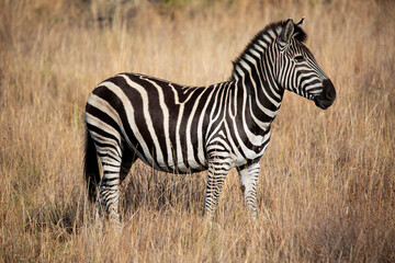 Fototapeta na wymiar Zebra in Pilansberg national park