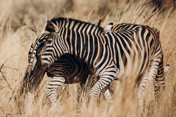 Fototapeta na wymiar Two zebras in the wild