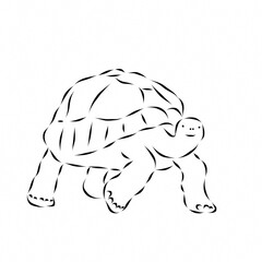 Fototapeta premium Turtle beautiful illustration on plain white background