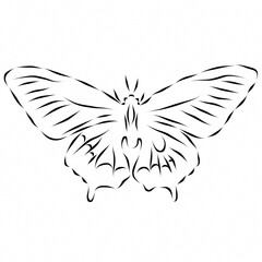 Butterfly beautiful illustration on plain white background