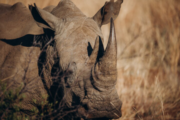 Close up of rhino in the wild