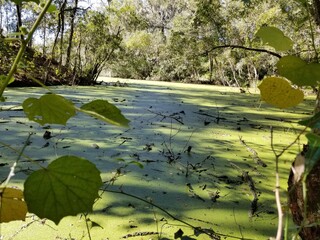 pond in the park