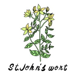a sprig of chamomile and calendula with white and yellow flowers and green leaves for labels medicine magazines posters and website design