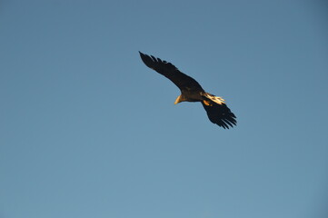 Norwegian Sea Eagles hunting in flight over Trollfjorden in the Lofoten fjords of Norway during autumn