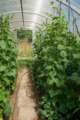 Growing cucumbers in a big greenhouse