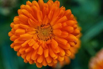 yellow flowers, natural summer background, blurry image, selective focus