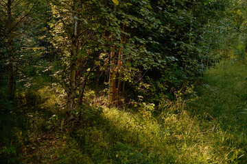 Sunlight In Green Coniferous Forest, Summer Nature