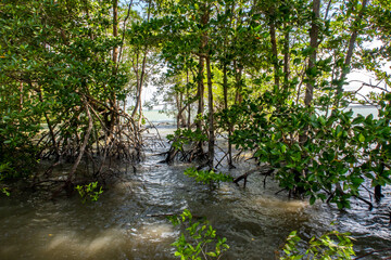 Fototapeta na wymiar Dense mangrove forest with trees growing in coastal water of Pulau Ubin Island, Singapore, Chek Jawa Wetlands.