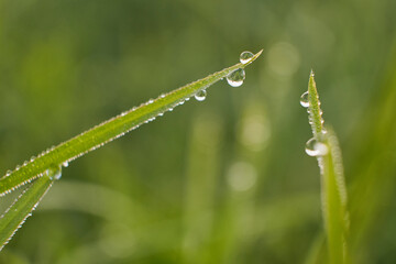 Beautiful Large drops of fresh clear transparent water on leaves of the grass in the morning, macro. Grass in morning dew in spring summer on a green background in nature