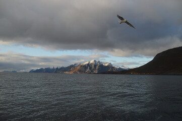 Fototapeta na wymiar Norwegian predator Sea Eagles hunting fish in the Trollfjord of Lofoten Fjords, Norway