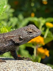 lizard on a stone