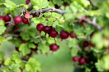 Red gooseberries on the branches of a bush, a sunny summer day