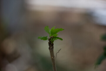 green leaves of a tree