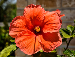 red hibiscus flower