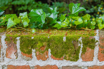 detail of lichens and ivy on a brick wall /a wall covered with ivy and lichens