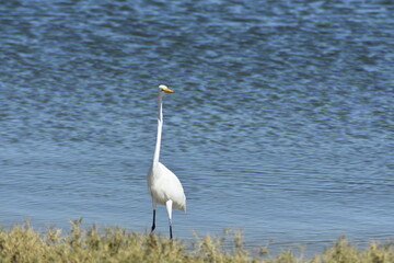 Grande-Garça-Branca
