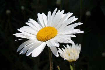 Fototapeta premium White daisy flower