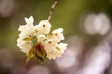 Beautiful cherry blossom,red and green color.