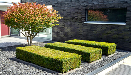 Modern front garden with a tree in the gravel bed and three strict cuboid cut bux trees, view from...