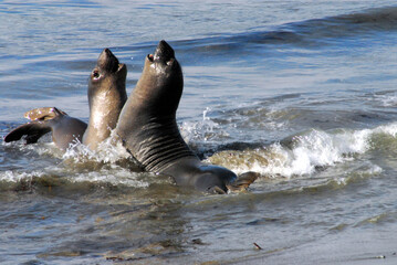 California- Wildlife- Elephant Seals on Battle