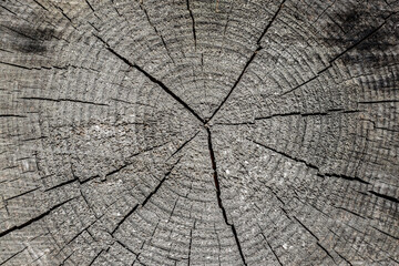 Old wood with cracks background texture