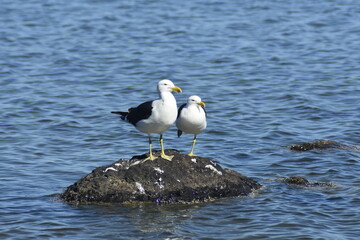 Gaivota