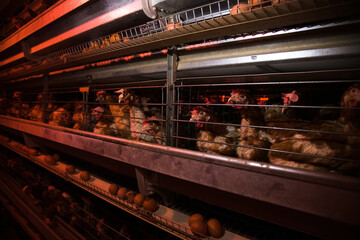 Poultry farm. Modern farming